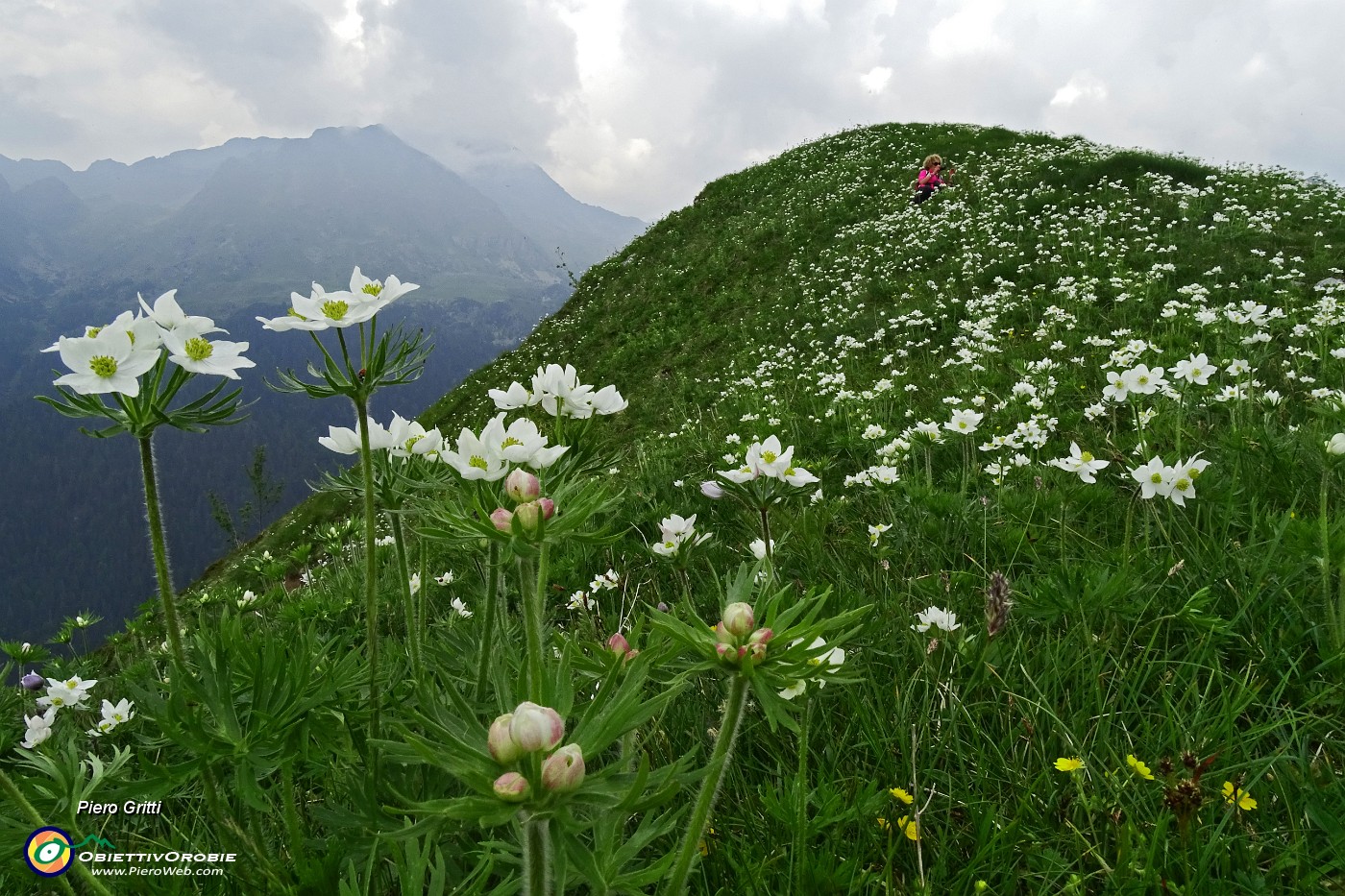 01 Estese fioriture  di anemone narcissino (Anemonastrum narcissiflorum)  .JPG -                                